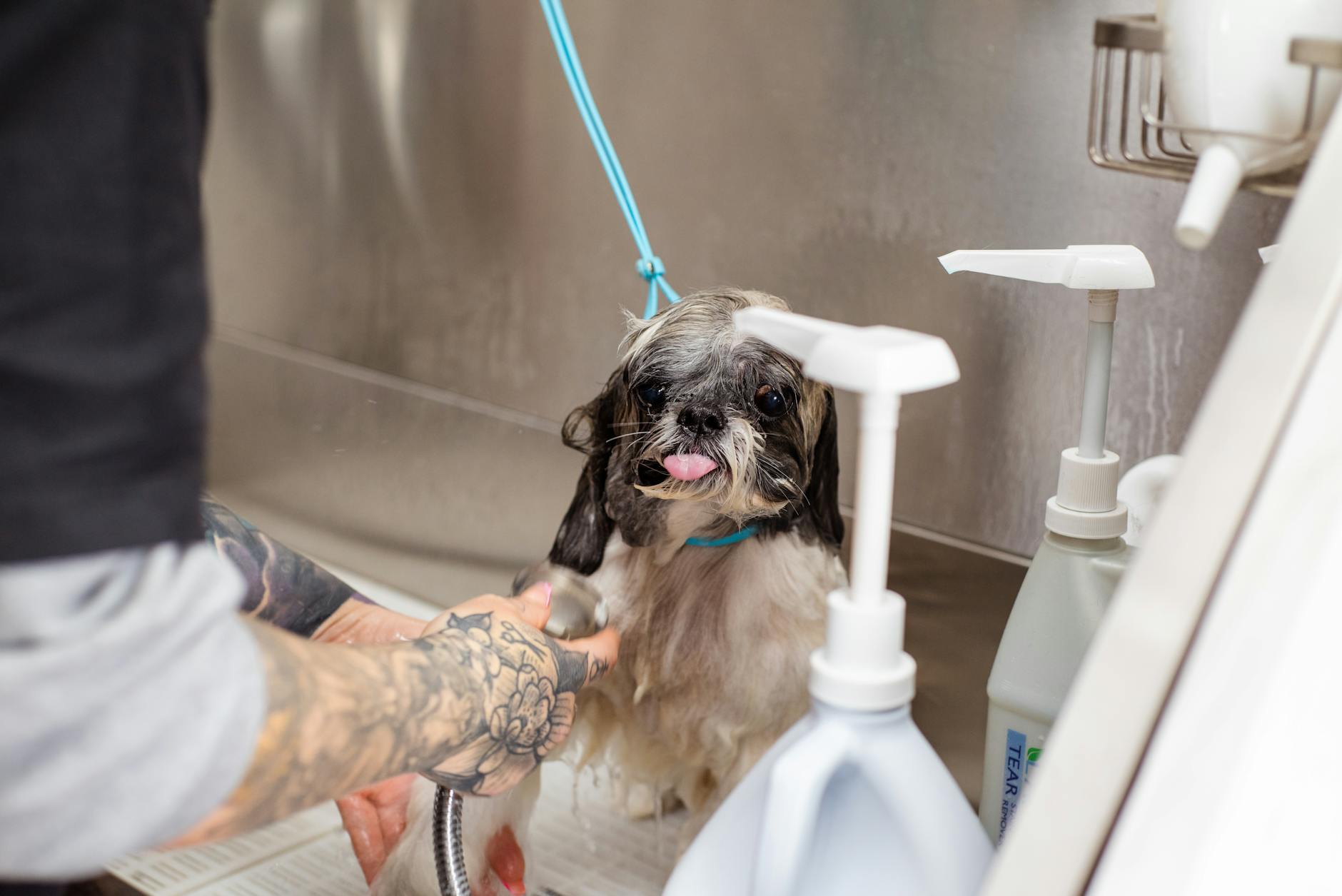 Shih Tzu wird sorgfältig im Salon Wauzi gewaschen