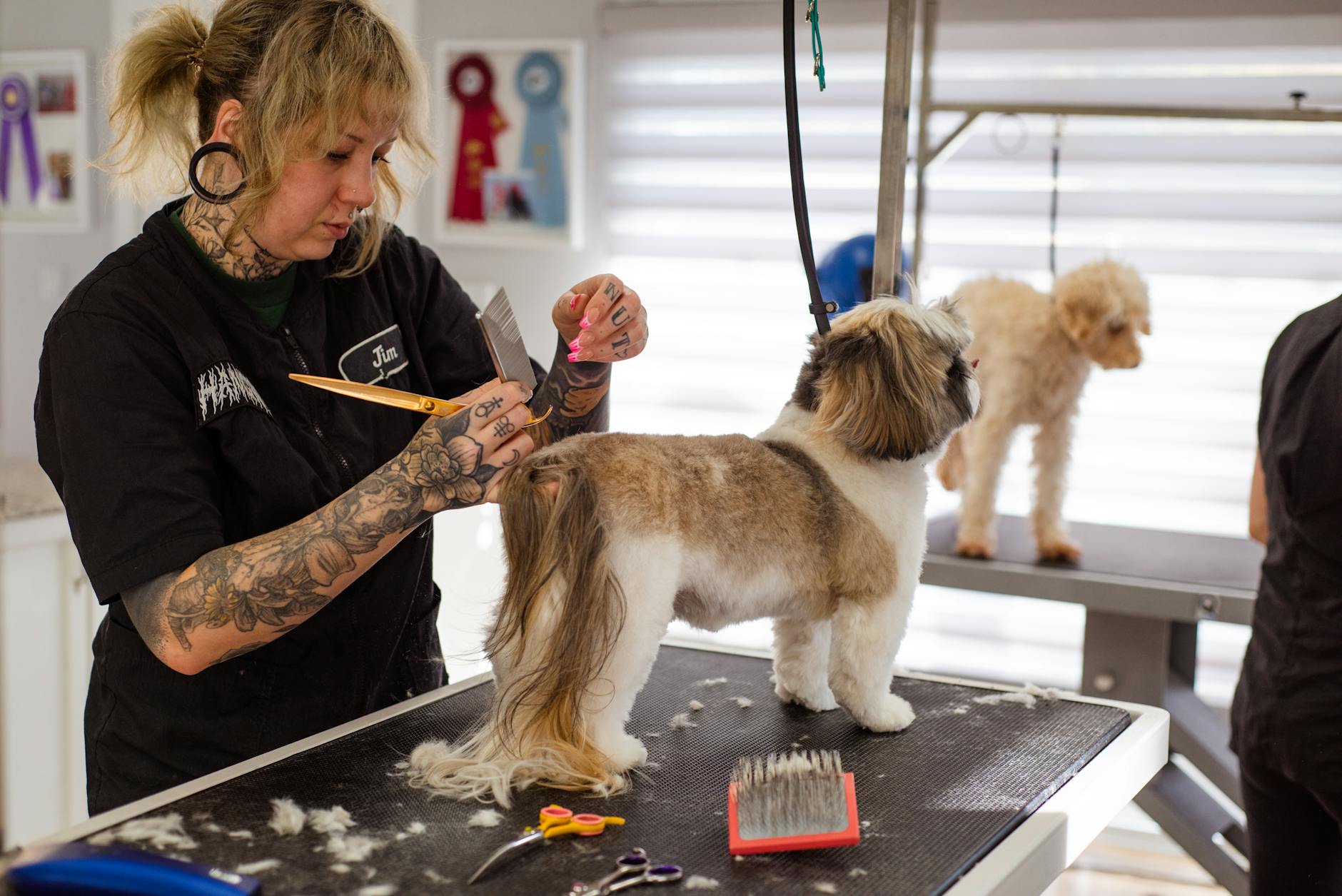 Hundefriseur beim professionellen Stylen eines Shih Tzu
